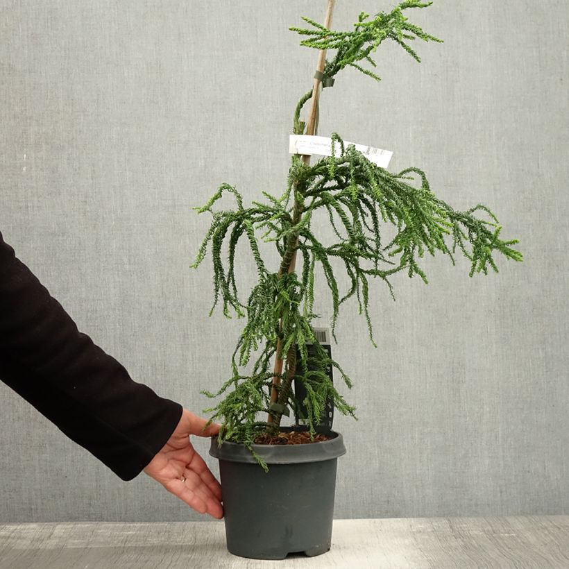 Exemplar von Cryptomeria japonica Kyara Gold® Topf mit 3L/4L wie im Herbst geliefert