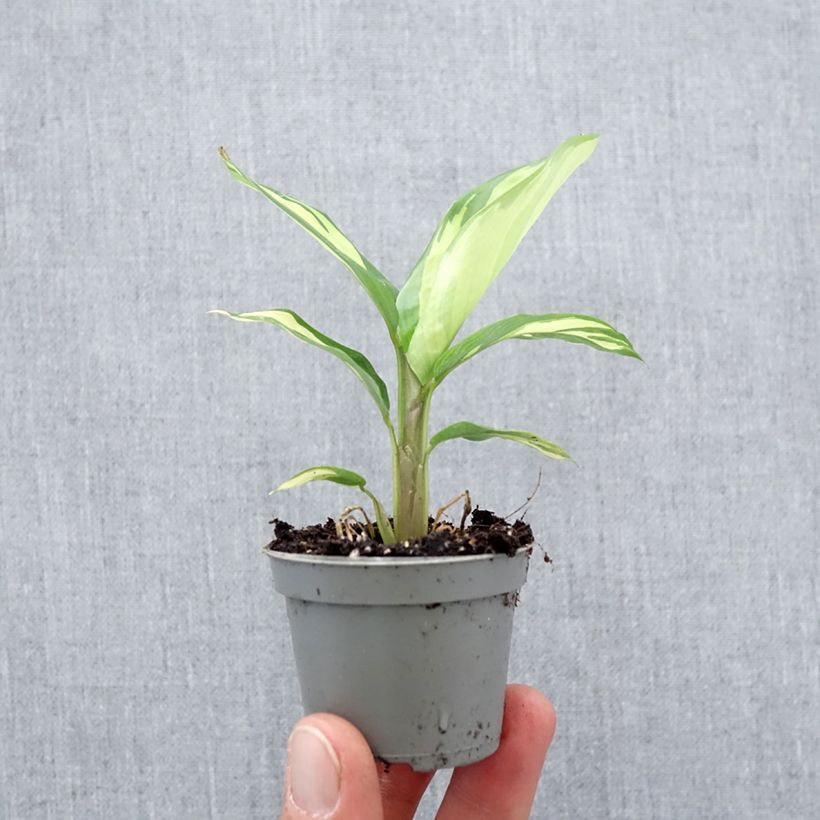Exemplar von Ctenanthe Golden Mosaic Mini-plante wie im Frühjahr geliefert