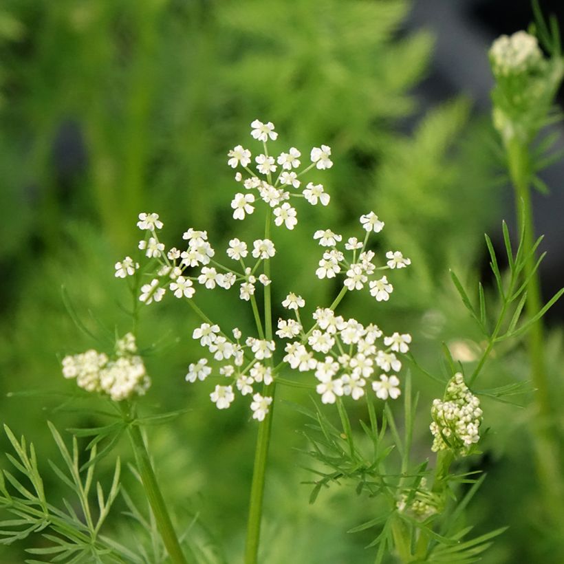 Echter Kümmel - Carum carvi (Blüte)
