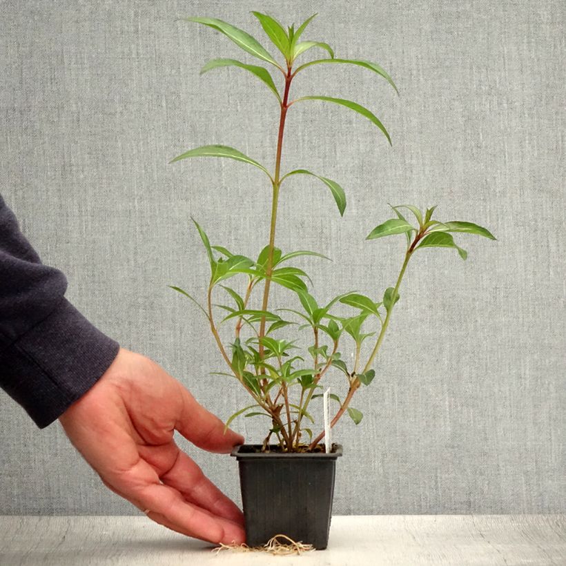 Exemplar von Cuphea micropetala - Zigarrenblume Kleine Töpfe von 8/9 cm wie im Sommer geliefert