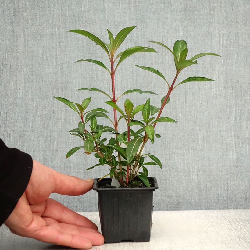 Exemplar von Cuphea micropetala - Zigarrenblume Kleine Töpfe von 8/9 cm wie im Frühjahr geliefert