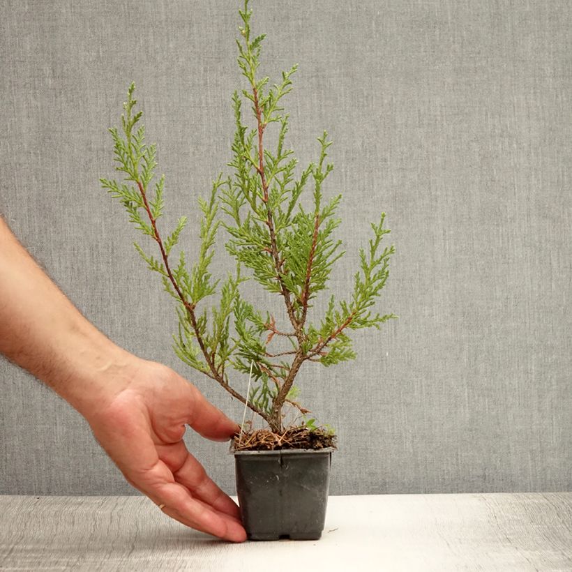 Exemplar von Cupressocyparis leylandii Castlewellan Gold - Leyland-Zypresse Kleine Töpfe von 8/9 cm wie im Sommer geliefert