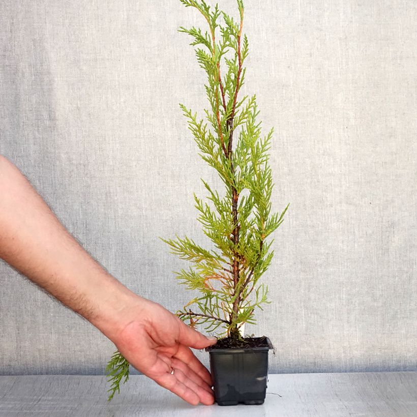 Exemplar von Cupressocyparis leylandii 2001 - Leyland-Zypresse Kleine Töpfe von 8/9 cm wie im Sommer geliefert
