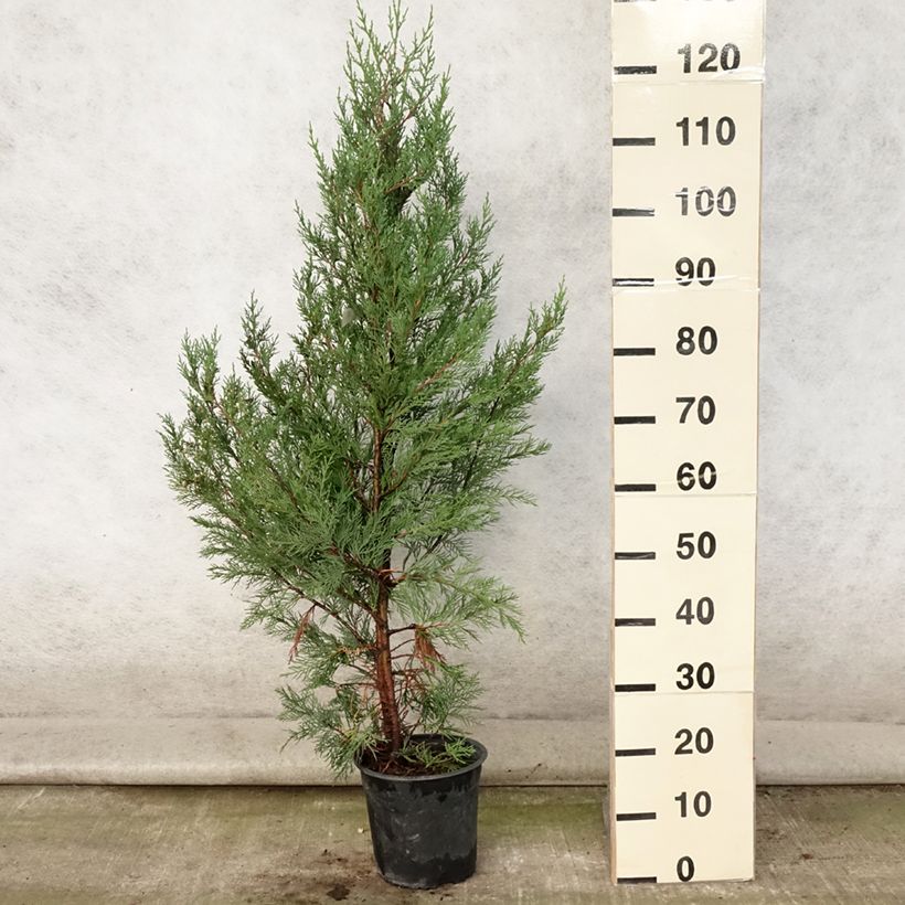 Exemplar von Cupressocyparis leylandii 2001 - Leyland-Zypresse Topf mit 4L/5L wie im Sommer geliefert