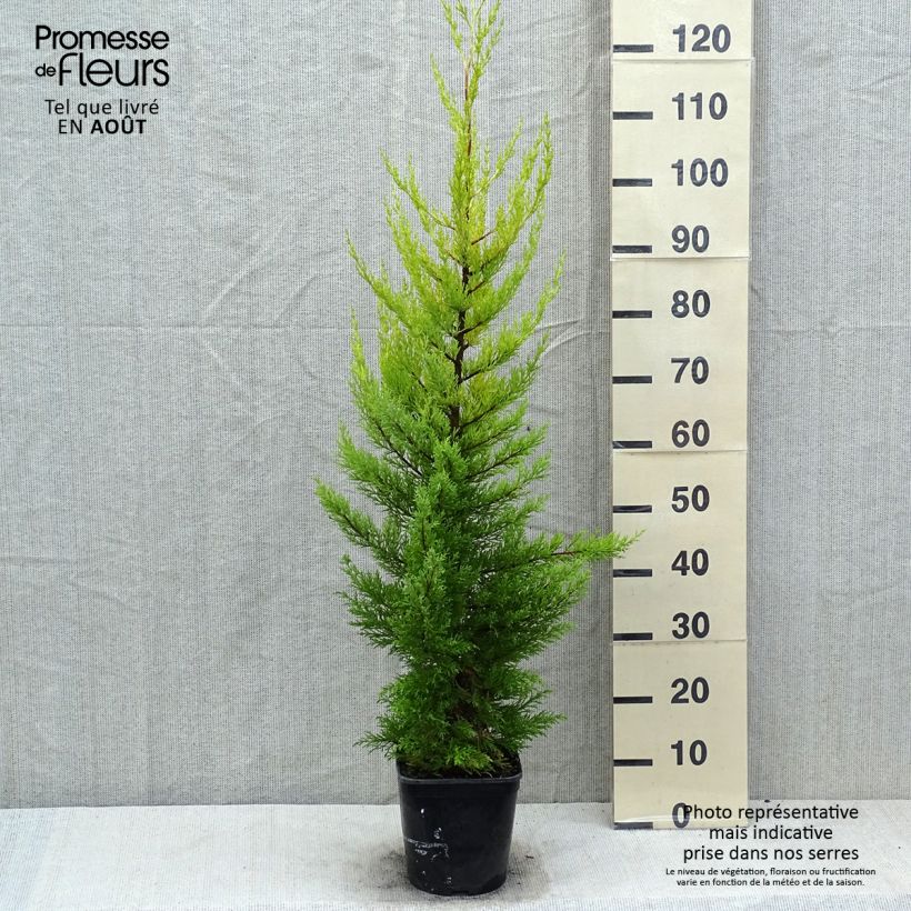 Exemplar von Cupressus macrocarpa Goldcrest - Monterey-Zypresse Topf mit 4L/5L wie im Sommer geliefert