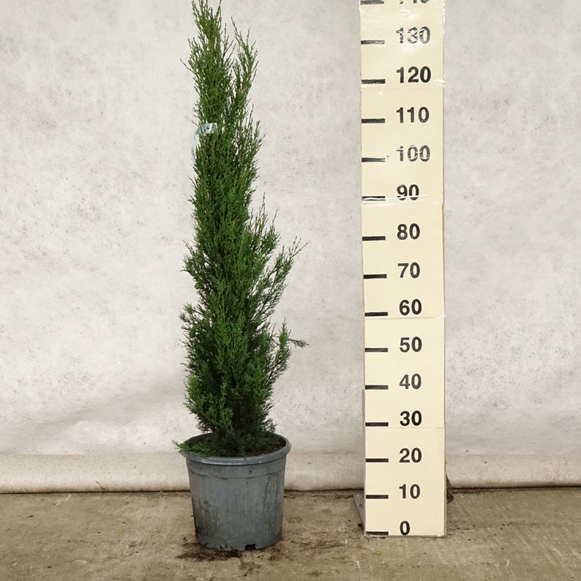 Exemplar von Cupressus sempervirens var. stricta - Mittelmeer-Zypresse Topf mit 7,5L/10L wie im Sommer geliefert