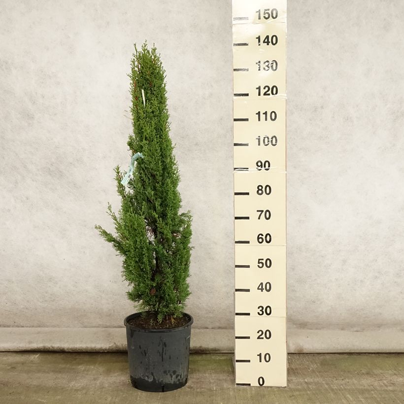 Exemplar von Cupressus sempervirens var. stricta Totem - Echte-Zypresse Topf mit 7,5L/10L wie im Sommer geliefert