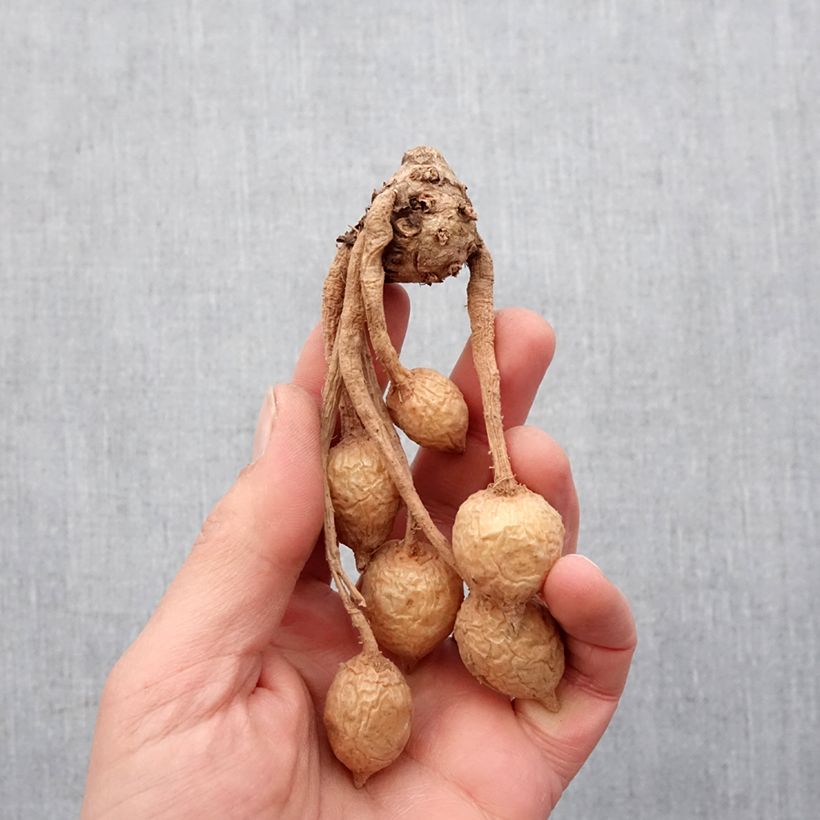 Exemplar von Curcuma alismatifolia Pink - Safranwurz Zwiebel Kaliber/Größe I wie im Frühjahr geliefert