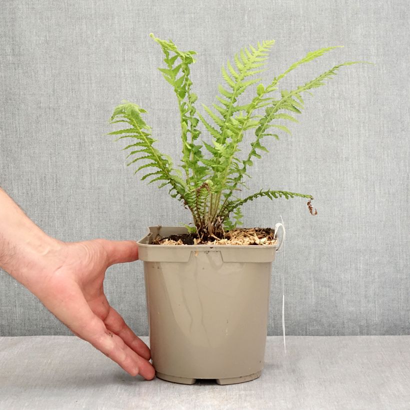 Exemplar von Cyathea cooperi - Australischer Baumfarn Topf mit 2L/3L wie im Sommer geliefert