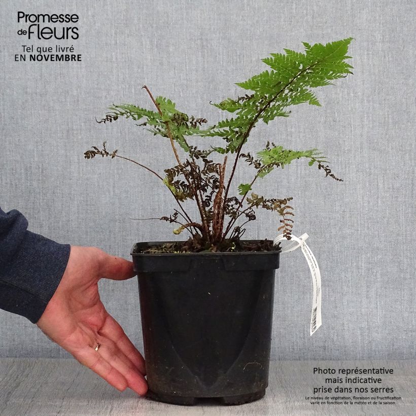 Exemplar von Cyathea dealbata - Silberfarn Topf mit 2L/3L wie im Herbst geliefert