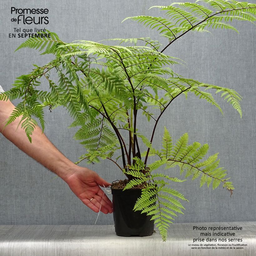 Exemplar von Cyathea medullaris - Schwarzer Baumfarn Topf mit 2L/3L wie im Herbst geliefert