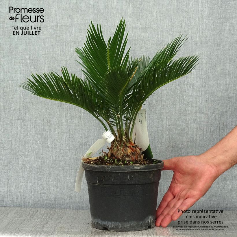 Exemplar von Cycas revoluta - Palmfarn Topf mit 2L/3L wie im Sommer geliefert