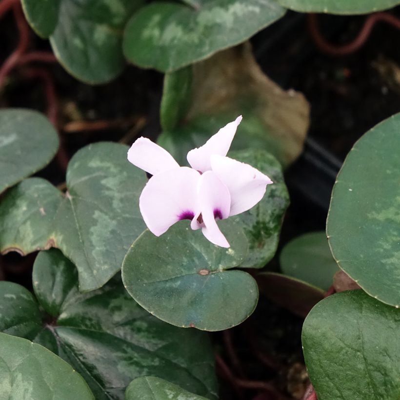 Cyclamen coum - Frühlings Alpenveilche (Blüte)
