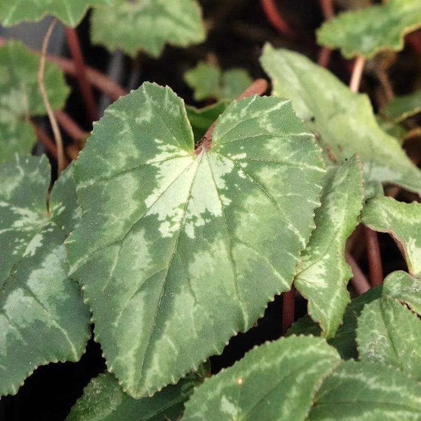 Cyclamen hederifolium - Herbst-Alpenveilchen (Laub)