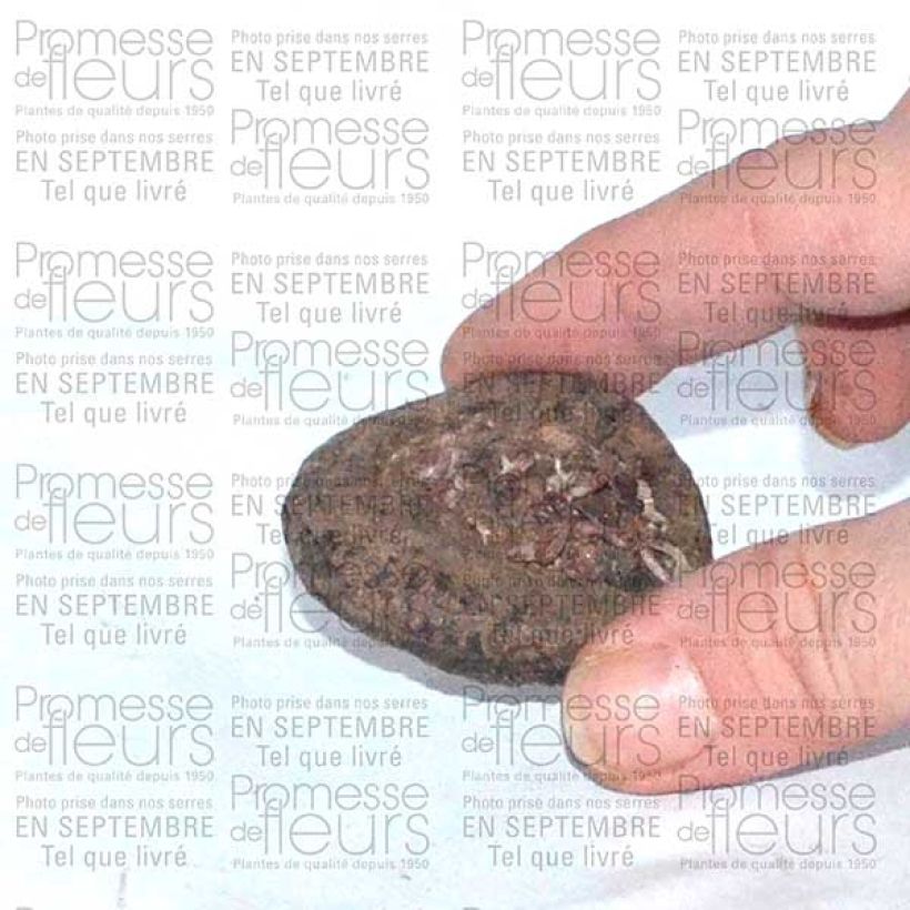 Beispiel eines Exemplars von Cyclamen persicum - Zimmer-Alpenveilchen Zwiebel Kaliber/Größe I wie geliefert