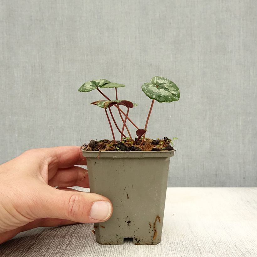 Exemplar von Cyclamen pseudibericum - Iberisches Alpenveilchen Kleine Töpfe von 8/9 cm Kaliber/Größe 9 wie im Herbst geliefert