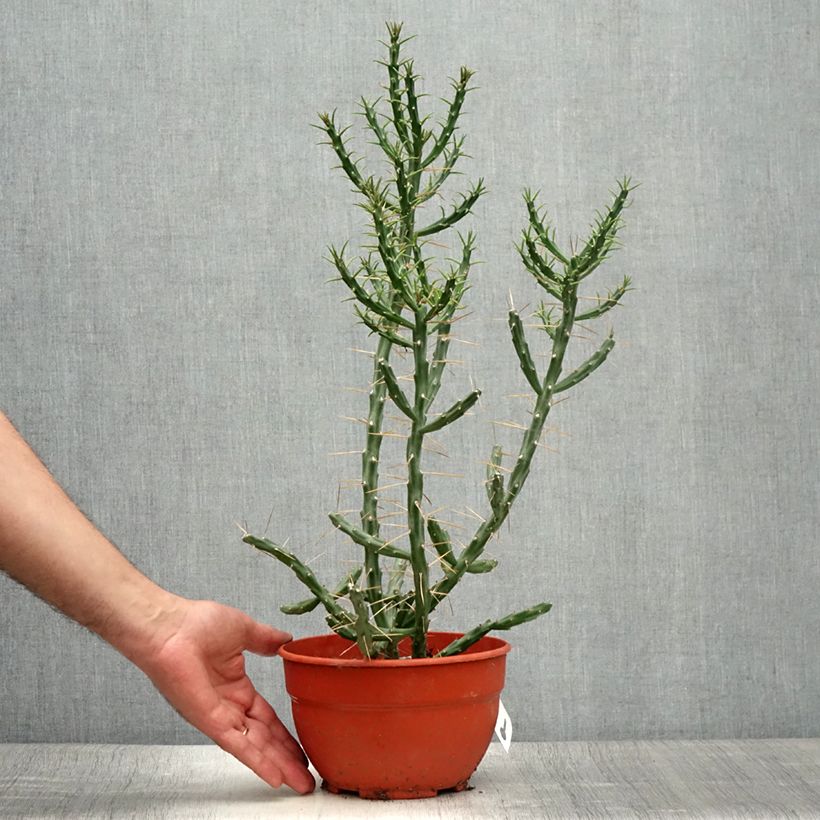 Exemplar von Cylindropuntia kleiniae Topf mit 2L/3L wie im Sommer geliefert