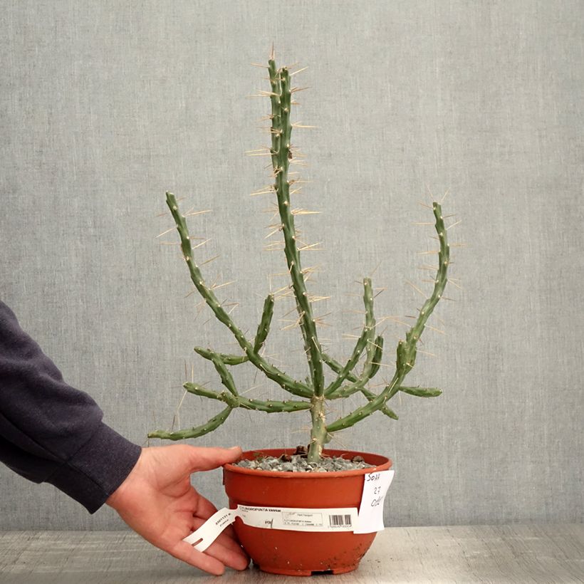 Exemplar von Cylindropuntia kleiniae - Opuntia ou oponce wie im Frühjahr geliefert