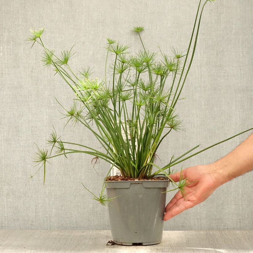 Exemplar von Cyperus papyrus Cleopatra - Papyrusstaude Topf mit 3L/4L wie im Sommer geliefert