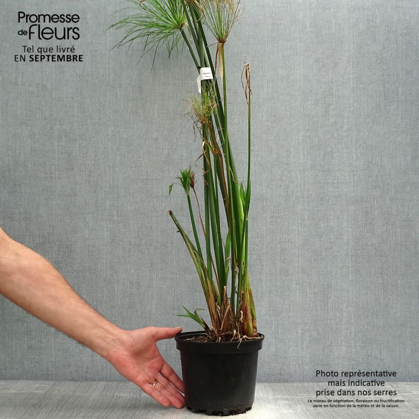 Exemplar von Cyperus papyrus - Papyrusstaude Topf mit 2L/3L wie im Herbst geliefert