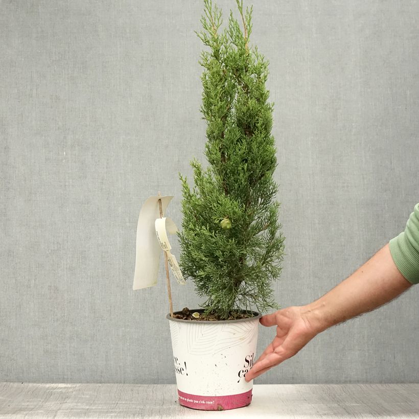 Exemplar von Cupressus sempervirens Garda - Echte-Zypresse Topf mit 4L/5L wie im Sommer geliefert