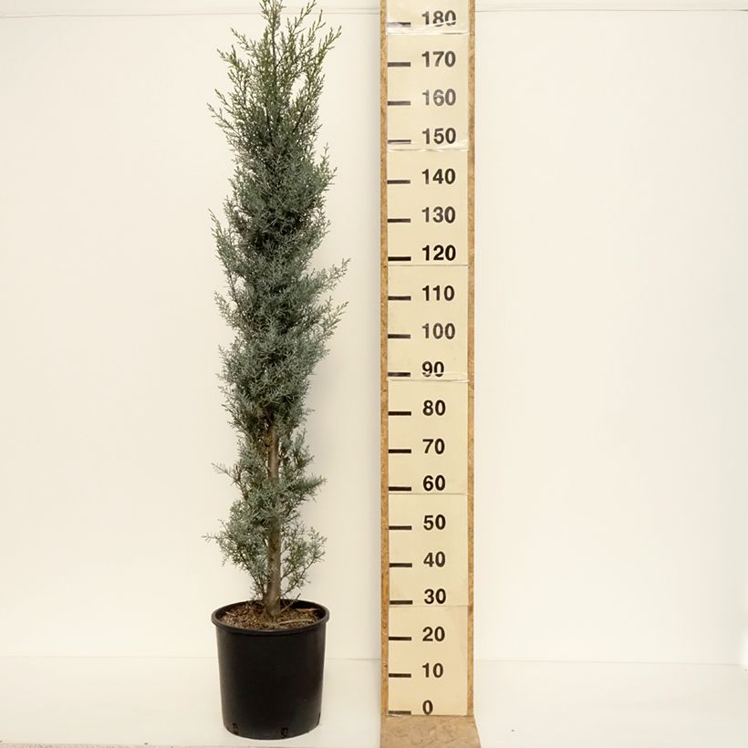 Exemplar von Cupressus arizonica Fastigiata - Rauhe Arizona-Zypresse Topf mit 18L/20LGelieferte Höhe ca. 100/125cm wie im Frühjahr geliefert