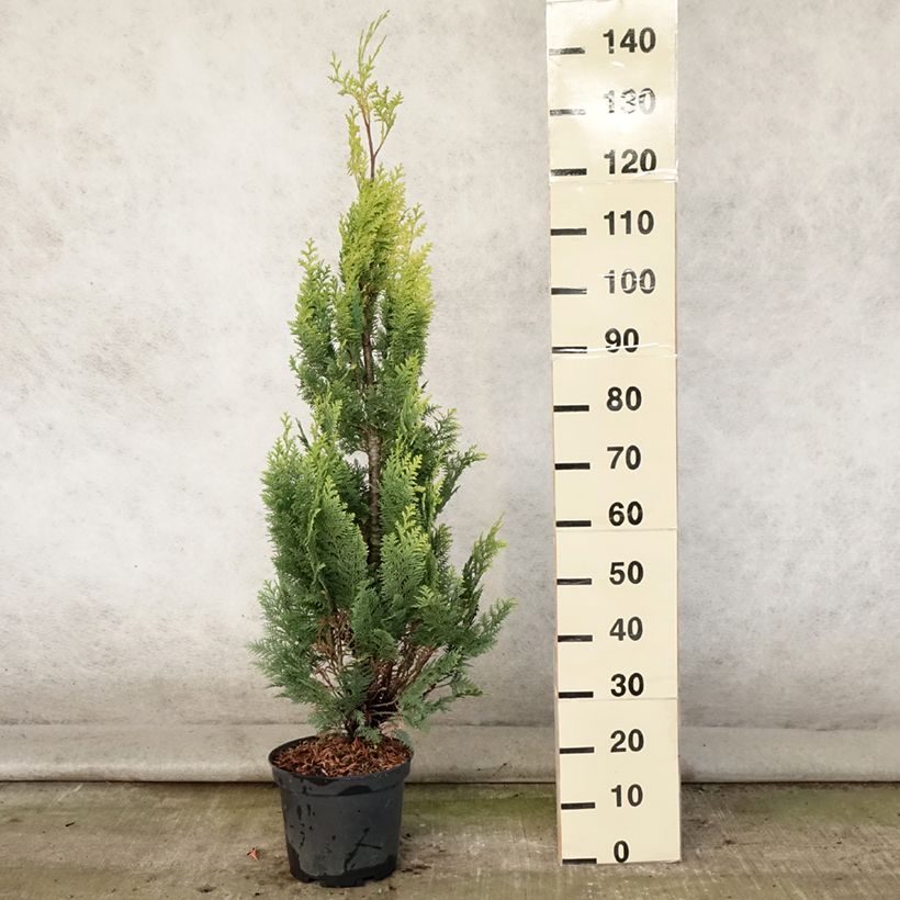 Exemplar von Chamaecyparis lawsoniana Alumigold Topf mit 7,5L/10L wie im Sommer geliefert