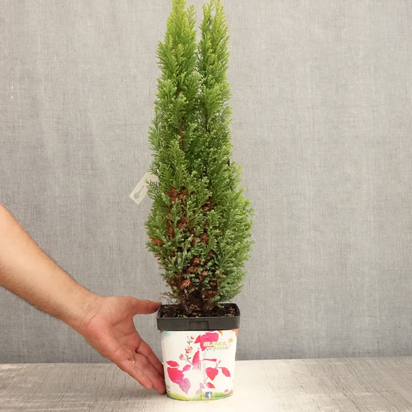 Exemplar von Chamaecyparis lawsoniana Elwood's Gold Topf mit 2L/3L wie im Sommer geliefert