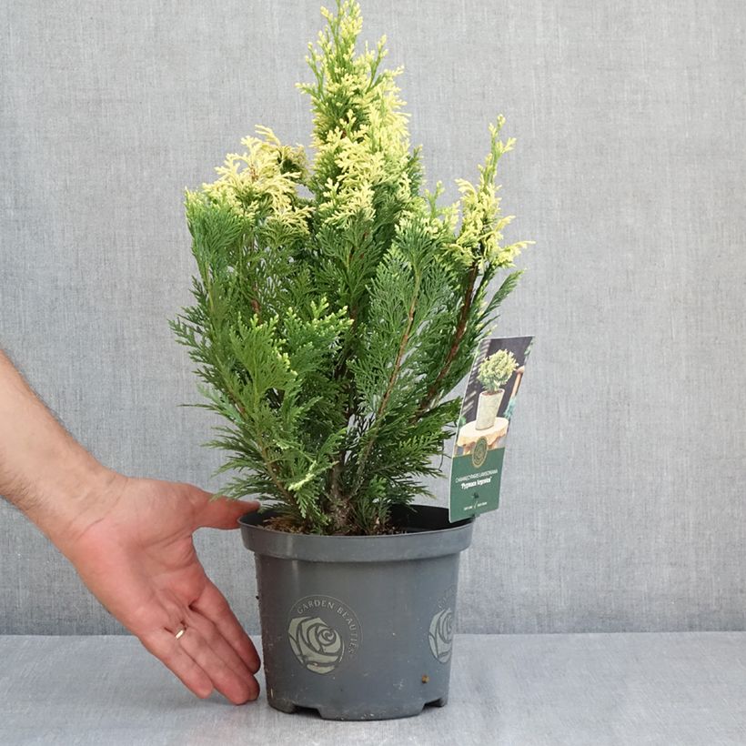 Exemplar von Chamaecyparis lawsoniana Pygmaea Argentea Topf mit 2L/3L wie im Sommer geliefert