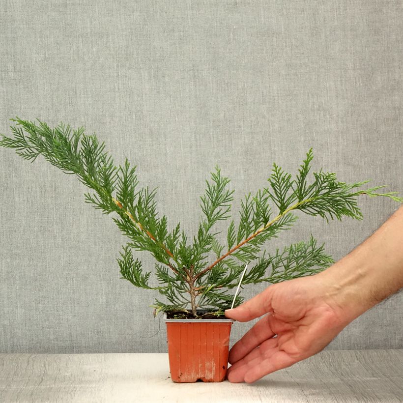 Exemplar von Cupressocyparis leylandii - Leyland-Zypresse Kleine Töpfe von 8/9 cm wie im Sommer geliefert