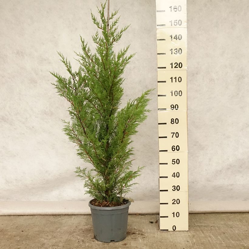 Exemplar von Cupressocyparis leylandii - Leyland-Zypresse Topf mit 6L/7L wie im Sommer geliefert