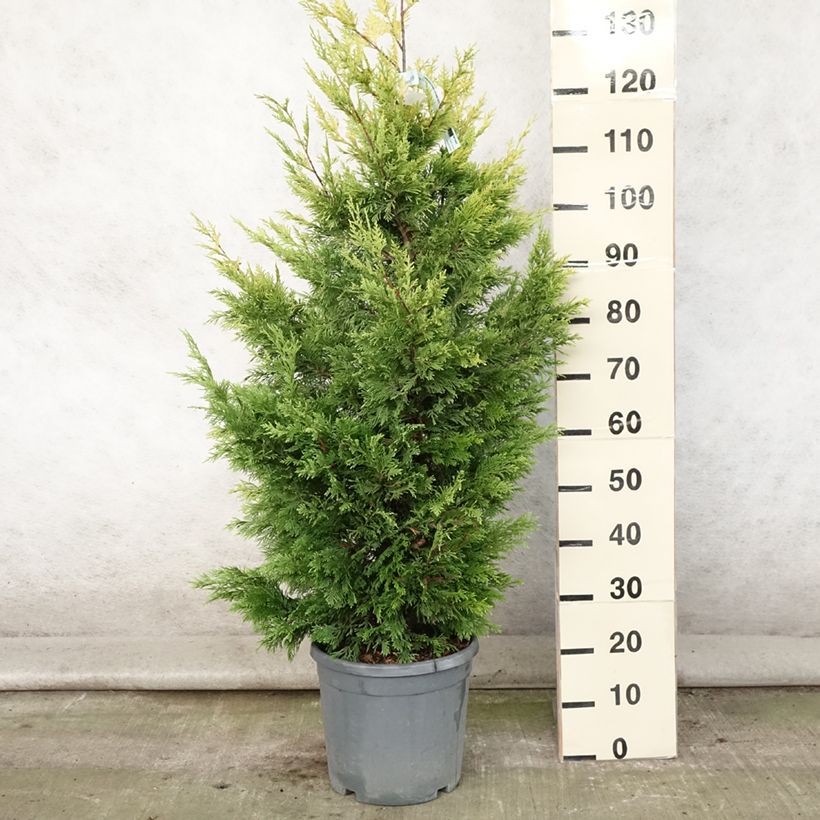 Exemplar von Cupressocyparis leylandii Gold Rider - Leyland-Zypresse Topf mit 6L/7L wie im Sommer geliefert