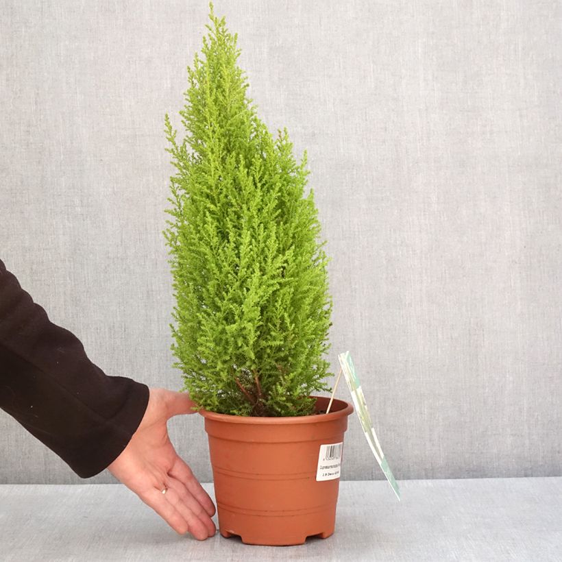 Exemplar von Cupressus macrocarpa Wilma - Monterey-Zypresse Topf mit 2L/3L wie im Winter geliefert