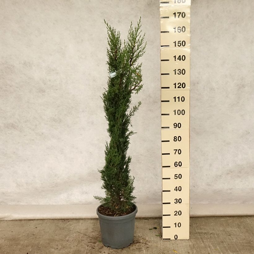 Exemplar von Cupressus sempervirens var. stricta Pyramidalis - Echte-Zypresse Topf mit 7,5L/10L wie im Sommer geliefert