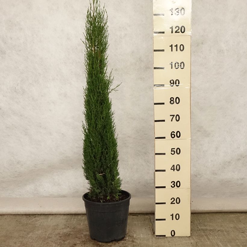 Exemplar von Cupressus sempervirens var. stricta Pyramidalis - Echte-Zypresse Topf mit 4L/5L wie im Sommer geliefert