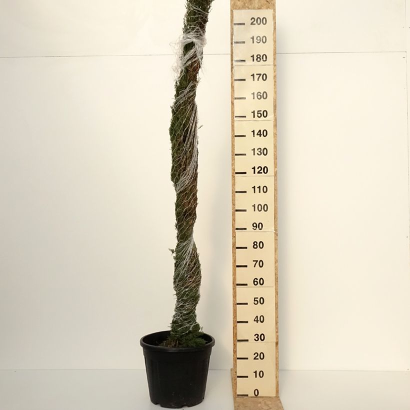Exemplar von Cupressus sempervirens var. stricta Pyramidalis - Echte-Zypresse Topf mit 30L/35LGelieferte Höhe ca. 200/250cm wie im Winter geliefert