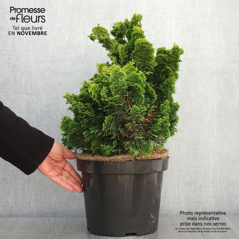 Exemplar von Chamaecyparis obtusa Nana Aurea Topf mit 7,5L/10L wie im Herbst geliefert
