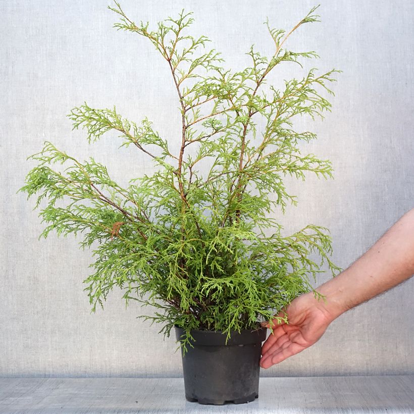Exemplar von Chamaecyparis pisifera Filifera Topf mit 2L/3L wie im Sommer geliefert