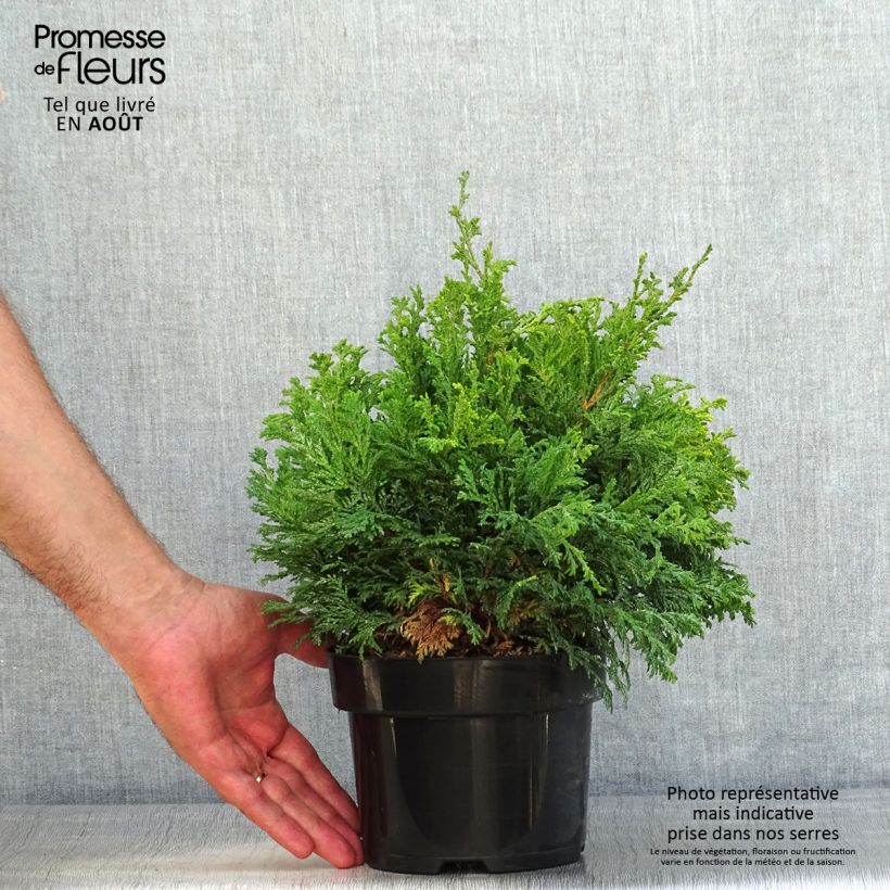 Exemplar von Chamaecyparis pisifera Golden Pincushion Topf mit 2L/3L wie im Sommer geliefert