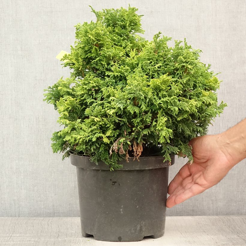 Exemplar von Chamaecyparis pisifera Golden Pincushion Topf mit 4L/5L wie im Sommer geliefert