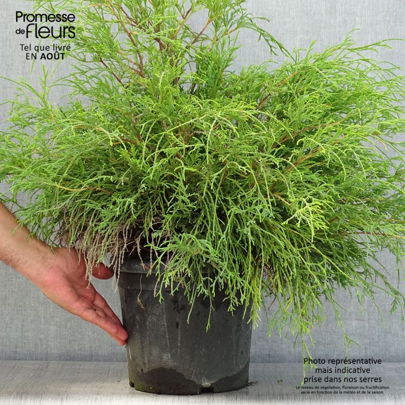 Exemplar von Chamaecyparis pisifera Sungold Topf mit 7,5L/10L wie im Sommer geliefert