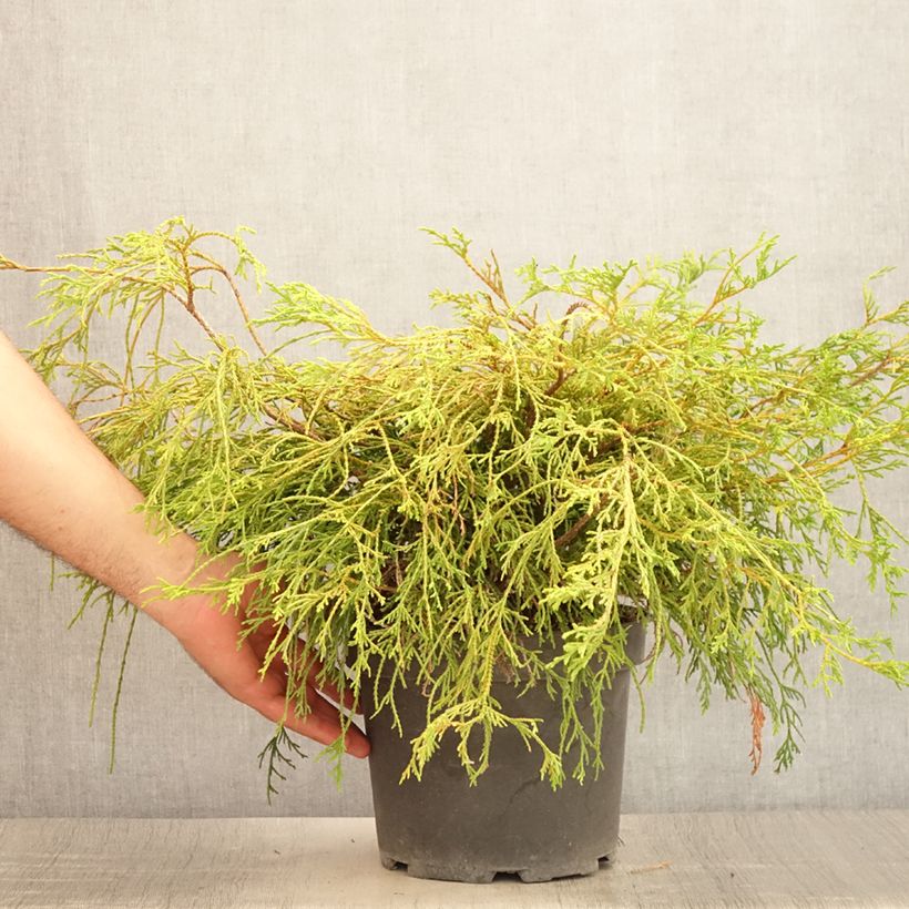 Exemplar von Chamaecyparis pisifera Sungold Topf mit 3L/4L wie im Sommer geliefert