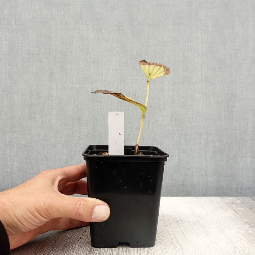 Exemplar von Cypripedium Emil - Frauenschuh Topf mit 1L/1,5L wie im Herbst geliefert