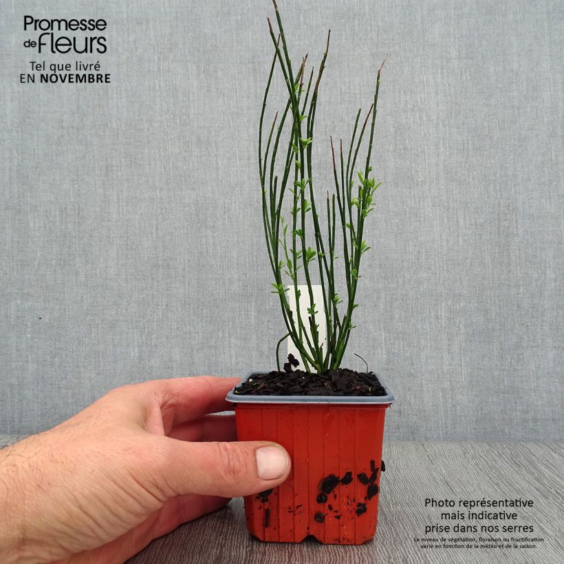Exemplar von Besenginster Zeelandia - Cytisus procumbens Kleine Töpfe von 8/9 cm wie im Herbst geliefert