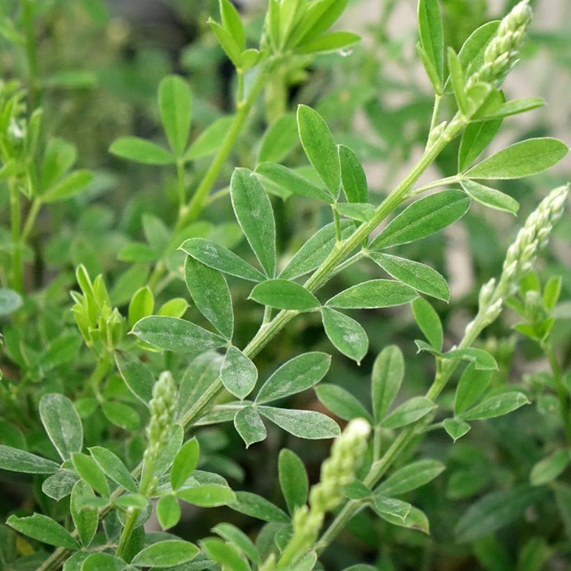 Cytisus spachiana Phebus - Geißklee (Laub)