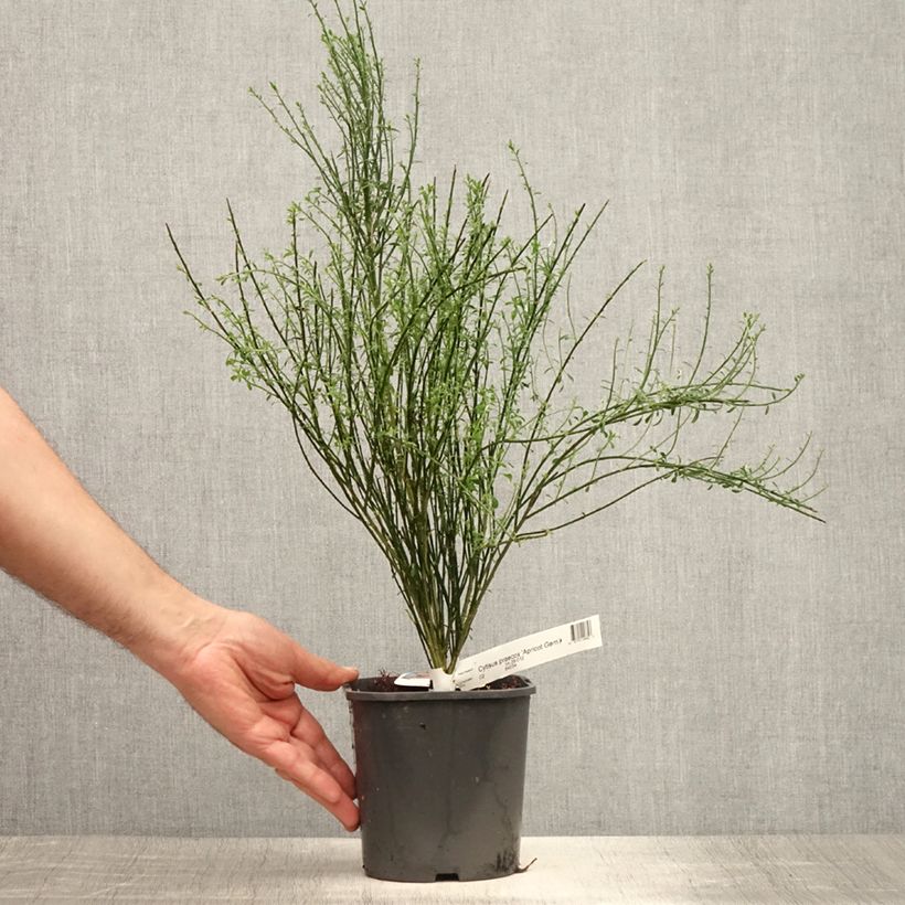 Exemplar von Edelginster Apricot Gem - Cytisus scoparius Topf mit 2L/3L wie im Sommer geliefert