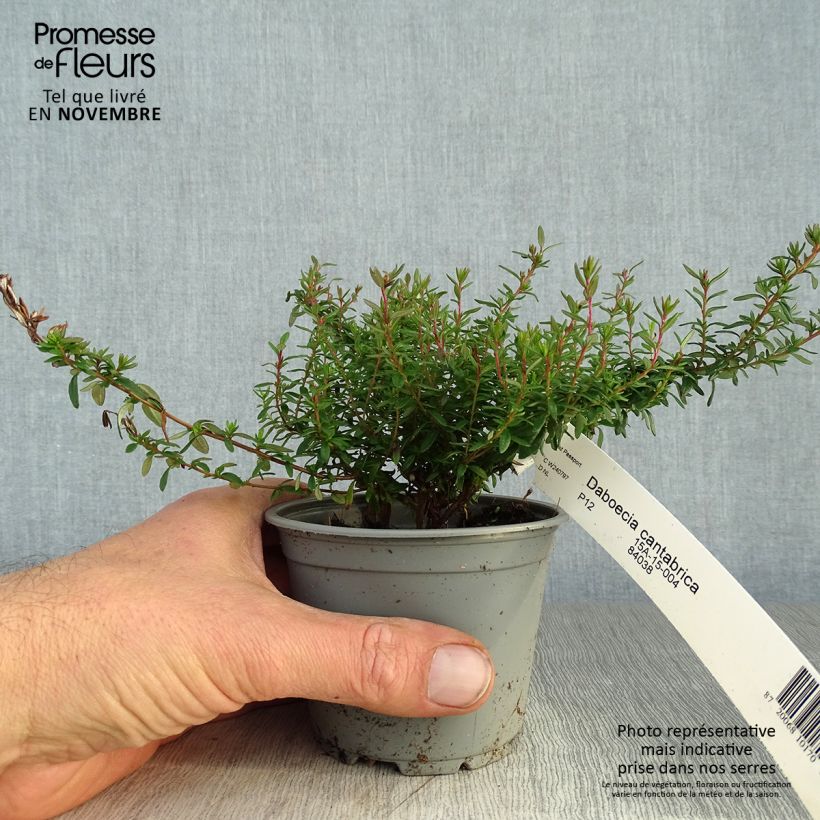Exemplar von Irische Heide - Daboecia cantabrica Topf 12 cm / 13 cm wie im Herbst geliefert