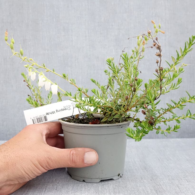 Exemplar von Irische Heide Creeping White - Daboecia cantabrica Topf 12 cm / 13 cm wie im Frühjahr geliefert