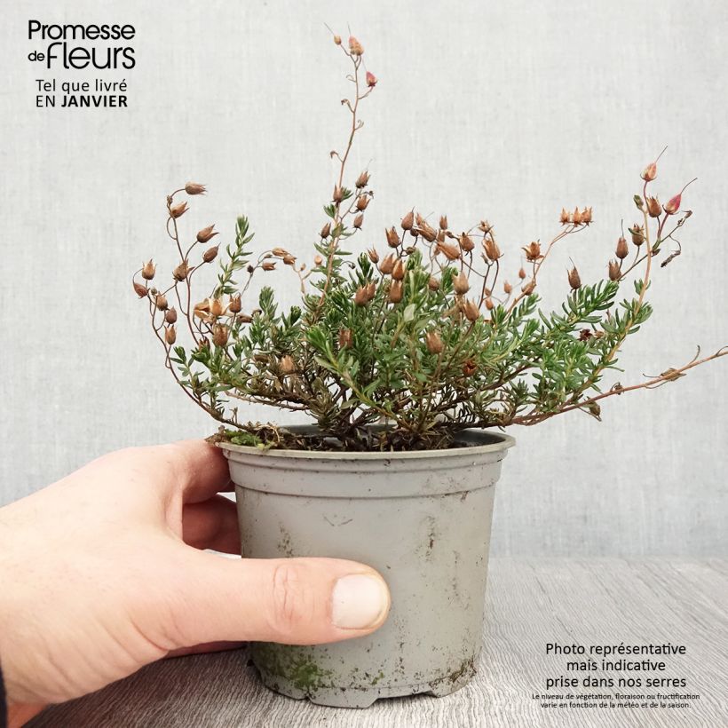 Exemplar von Irische Heide Cupido - Daboecia cantabrica Topf 12 cm / 13 cm wie im Winter geliefert