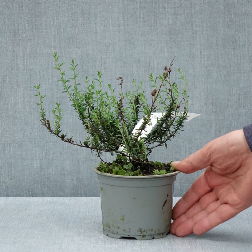 Exemplar von Irische Heide Purpurea - Daboecia cantabrica Topf 12 cm / 13 cm wie im Frühjahr geliefert